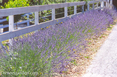 Lavender English Munstead