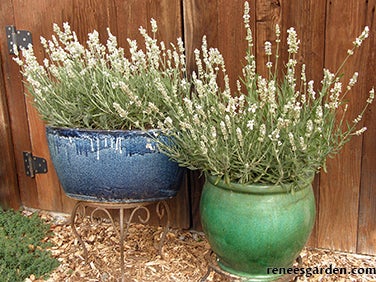 Lavender Container White Ice