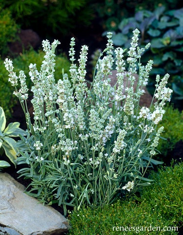 Lavender Container White Ice