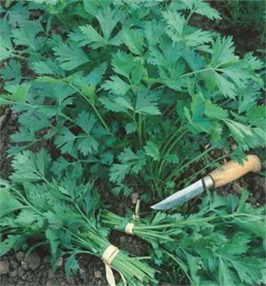 Parsley Gigante Italian