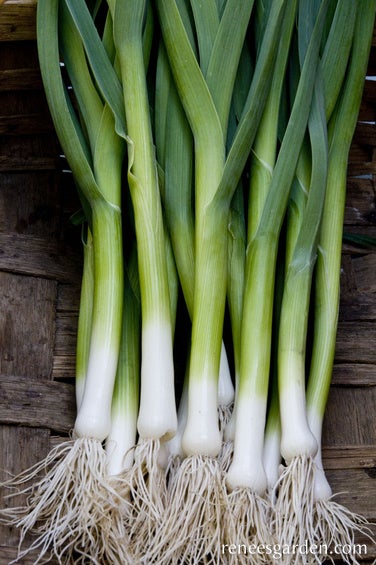 Leeks French Baby Primor