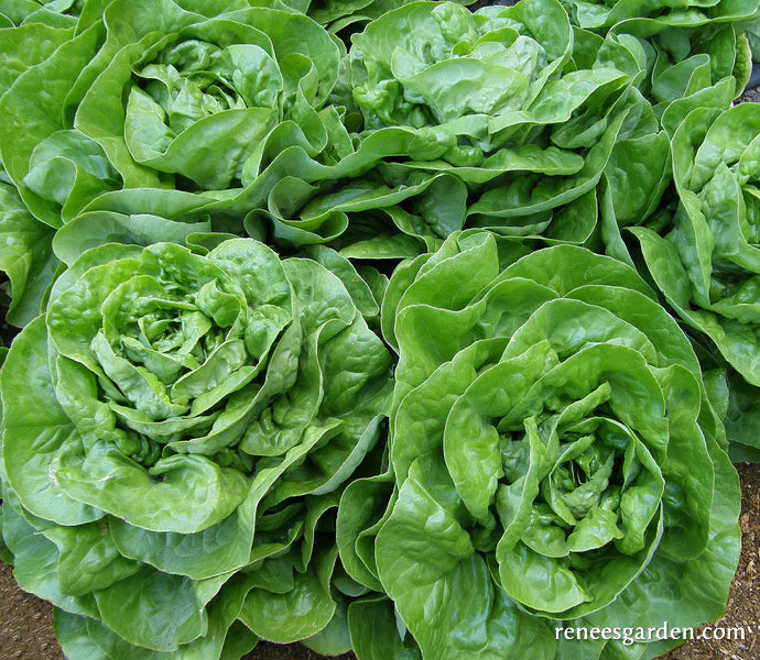 Lettuce Rhapsody Butterhead Garden Girl Regina