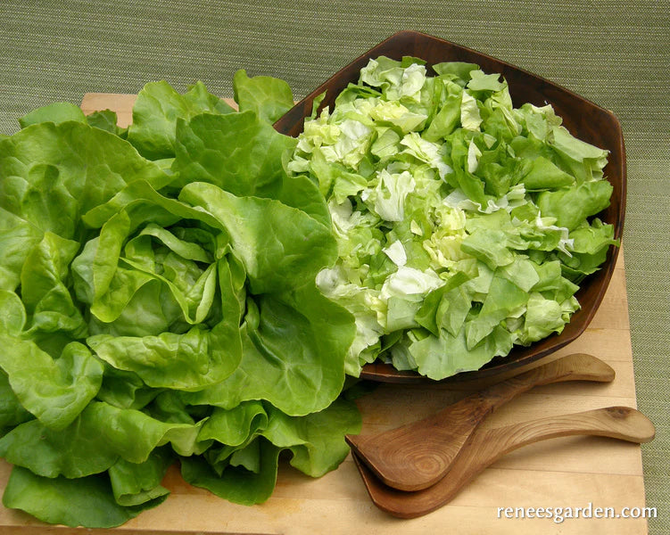 Lettuce Rhapsody Butterhead Garden Girl Regina