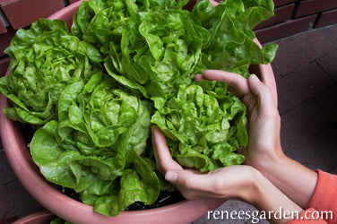 Lettuce Container Garden Babies