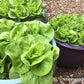 Lettuce Container Garden Babies