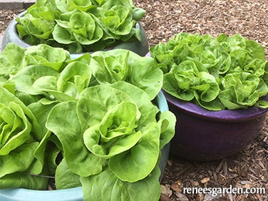 Lettuce Container Garden Babies