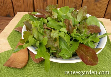 Lettuce Baby Mesclun Cut & Come Again