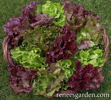 Lettuce Summer Bouquet Trio