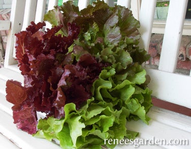 Lettuce Summer Bouquet Trio