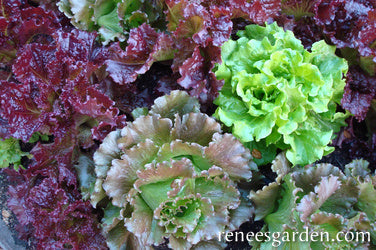 Lettuce Summer Bouquet Trio