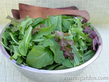 Lettuce Mesclun Italian Misticanza