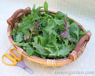 Lettuce Mesclun Italian Misticanza