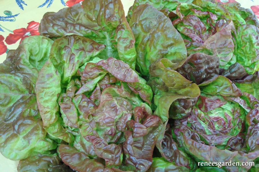 Lettuce Merveille de Quatre Saisons