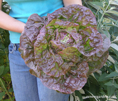 Lettuce Merveille de Quatre Saisons