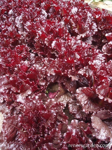 Lettuce French Red Leaf Redina