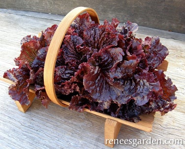 Lettuce French Red Leaf Redina