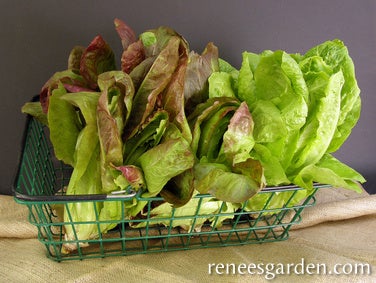 Lettuce Romaine 2 Colour Caesar Duo