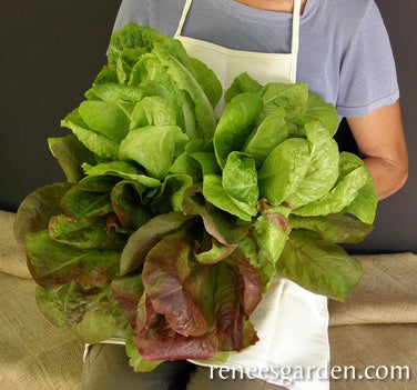 Lettuce Romaine 2 Colour Caesar Duo