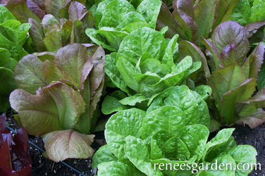 Lettuce Romaine 2 Colour Caesar Duo