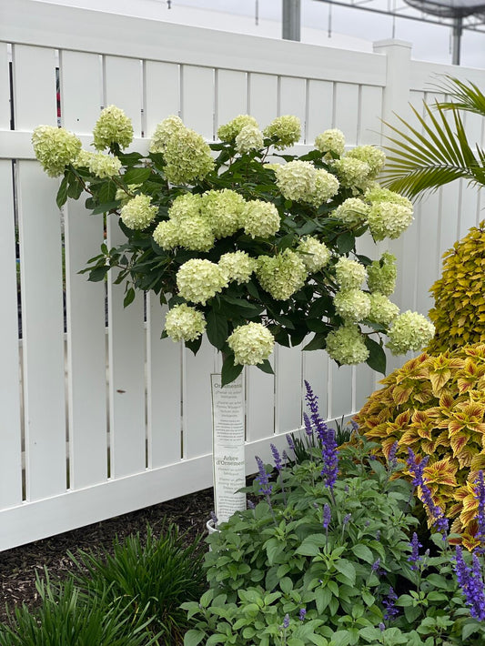 Hydrangea Limelight Top Graft 5G