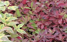 Dogwood Little Rebel 2G