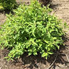 Dogwood Little Rebel 2G
