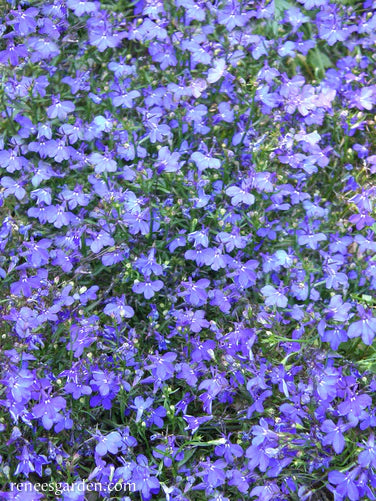 Lobelia Blue Heaven