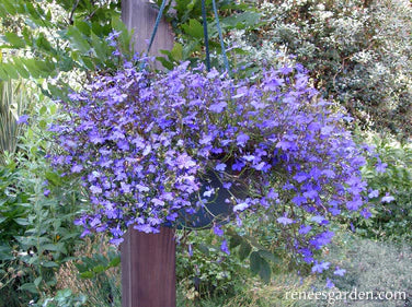 Lobelia Blue Heaven