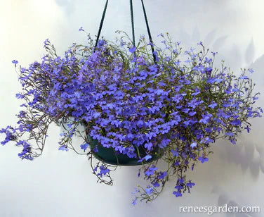 Lobelia Blue Heaven