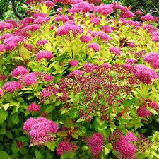 Spirea Magic Carpet 2G