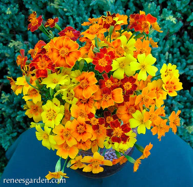 Marigold Signet Starfire Container