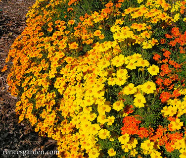 Marigold Signet Starfire Container