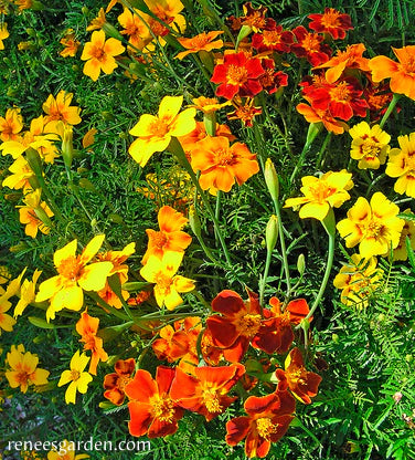 Marigold Signet Starfire Container