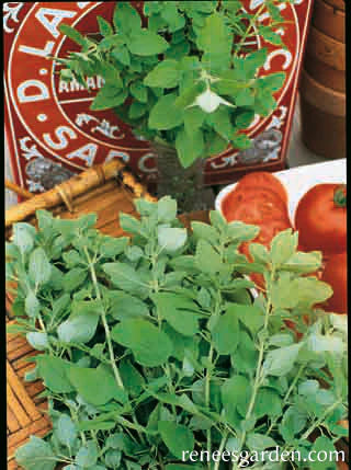 Marjoram Sweet Heirloom