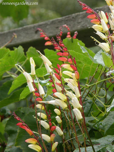 Mina Lobata Exotic Love Vine