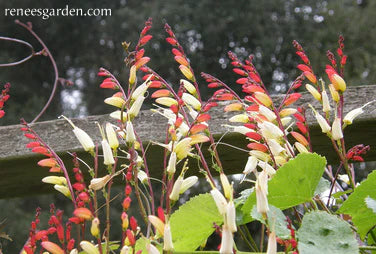 Mina Lobata Exotic Love Vine