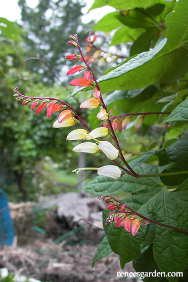 Mina Lobata Exotic Love Vine