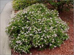 Mock Orange Galahad 2G