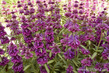 Monarda Butterfly Bergamo Bouquet