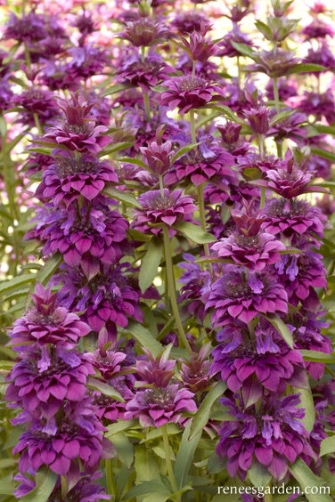 Monarda Butterfly Bergamo Bouquet