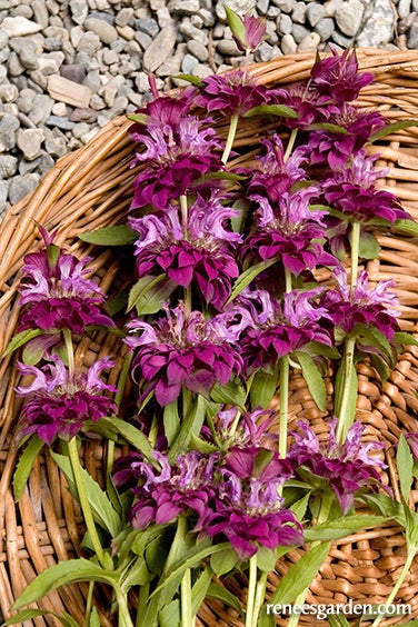 Monarda Butterfly Bergamo Bouquet