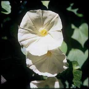 Moonflower Vine Scented