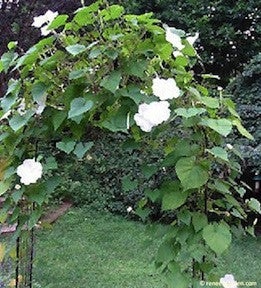Moonflower Vine Scented