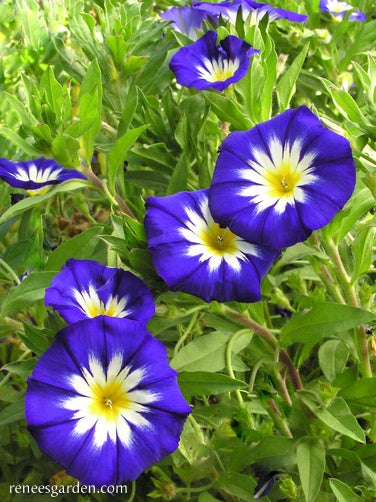 Morning Glory Bush Blue Ensign