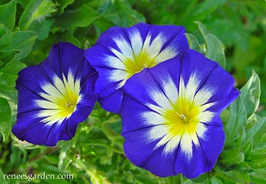 Morning Glory Bush Blue Ensign