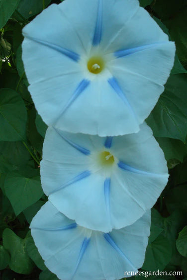 Morning Glory Glacier Star