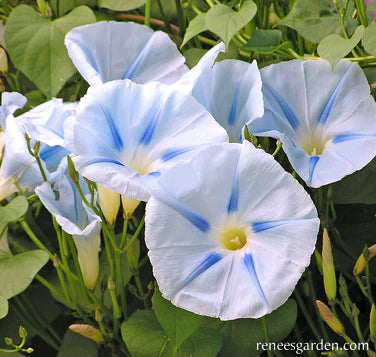 Morning Glory Glacier Star