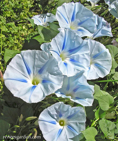 Morning Glory Glacier Star