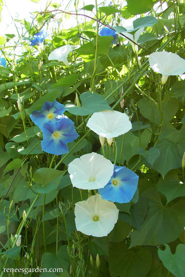 Morning Glory Mailbox Mix