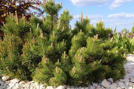 Mugo Pine Dwarf 2G